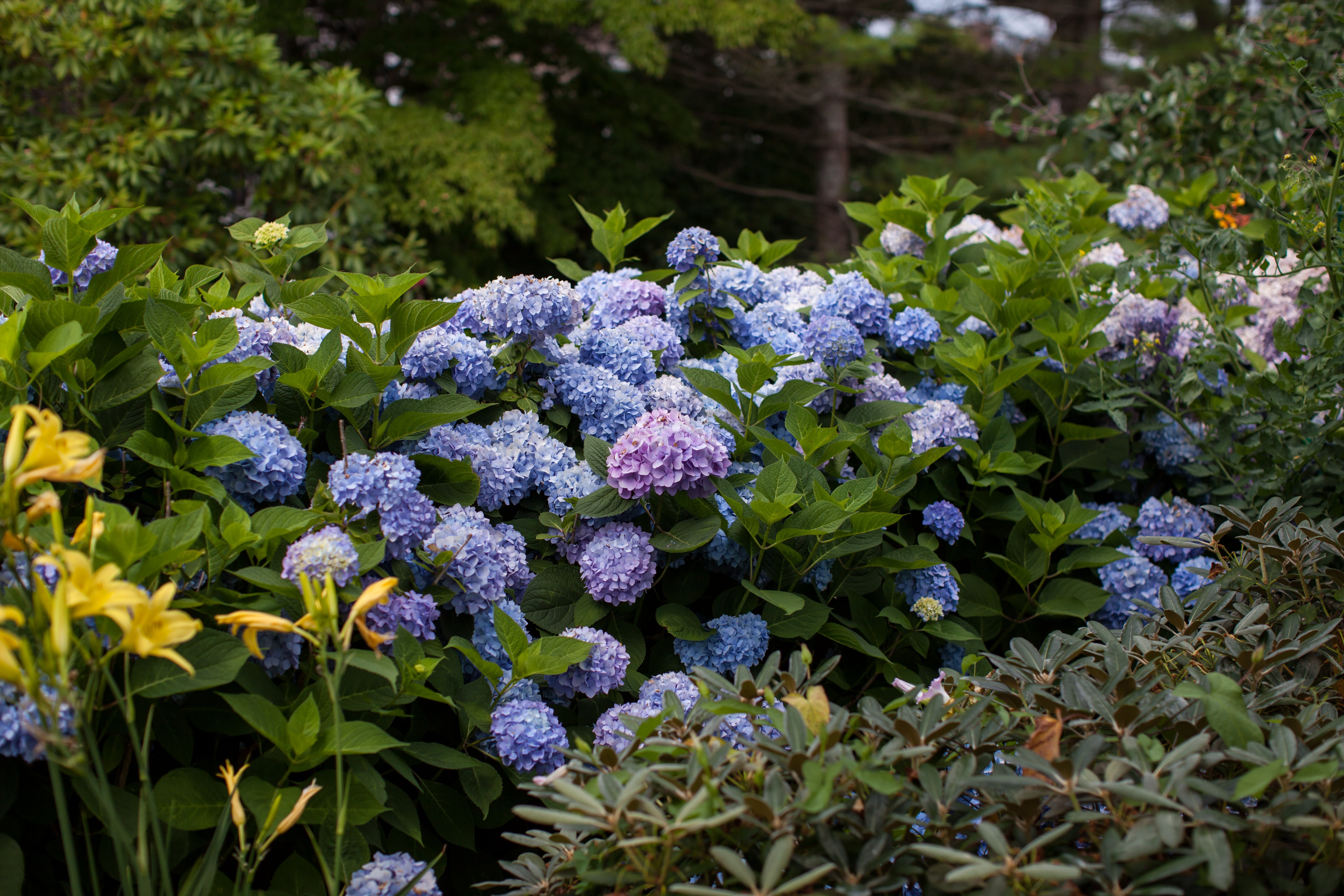 Endless Summer® Collection of Hydrangeas – Spotswood Greenery