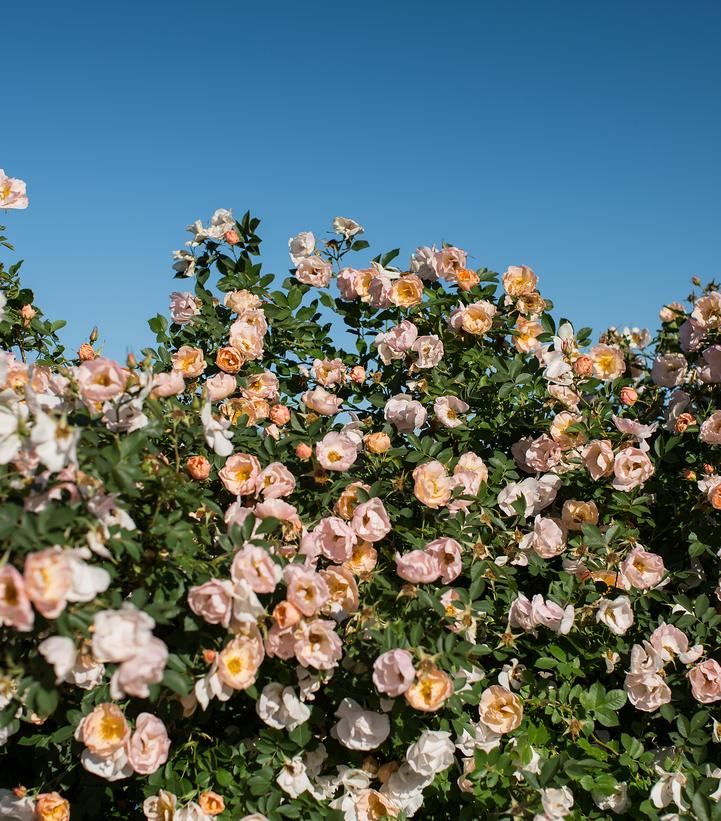 Above and Beyond Climbing Rose