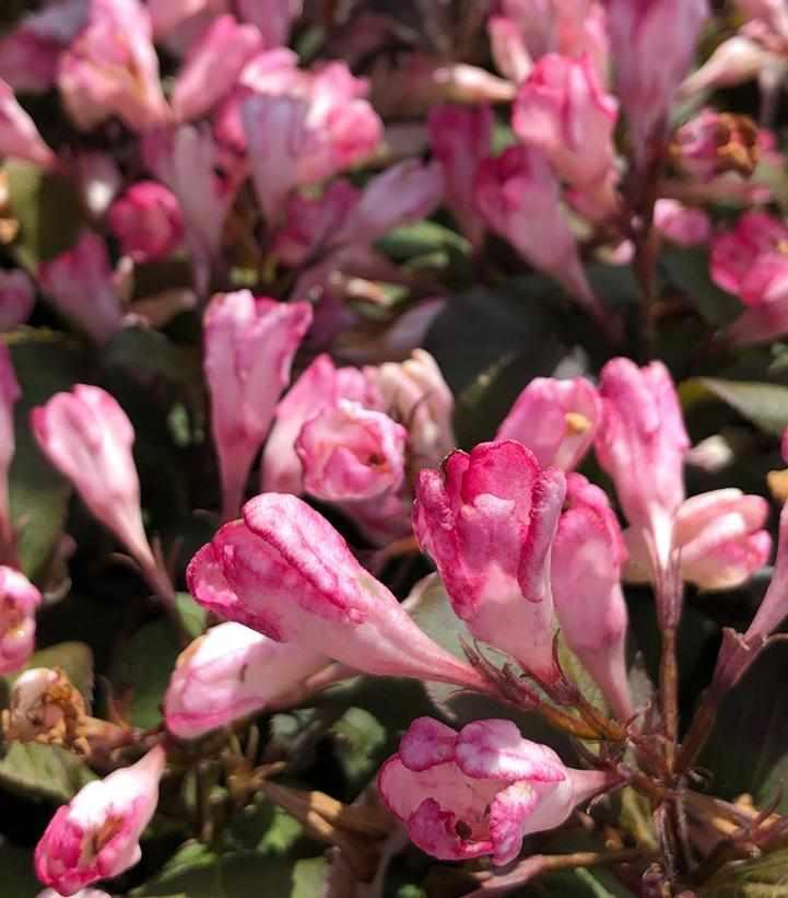 Afterglow Weigela
