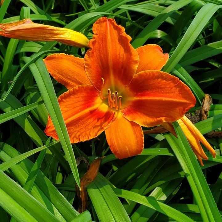 Alabama Jubilee Daylily