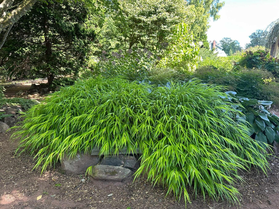 All Gold Japanese Forest Grass