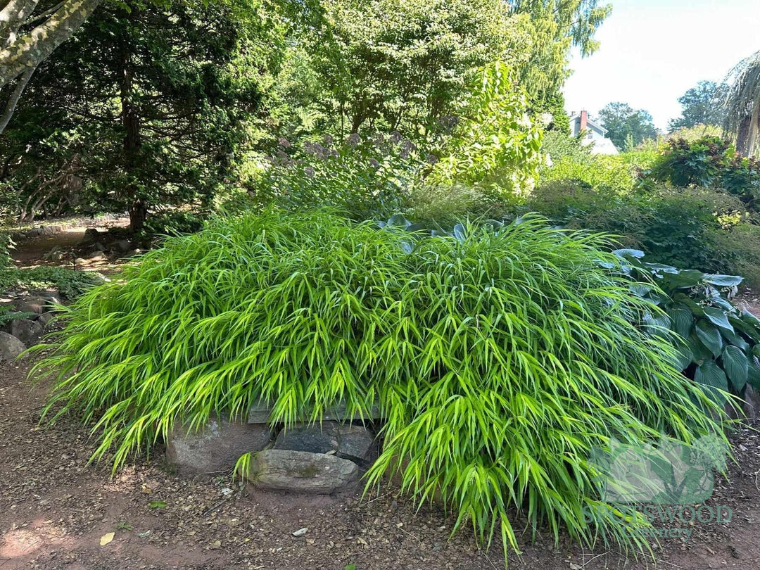 hakonechloa-macra-all-gold-hakone-grass-2