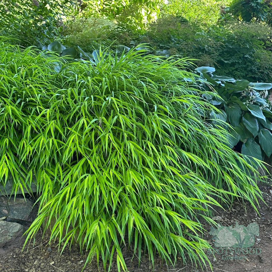 hakonechloa-macra-all-gold-hakone-grass-2