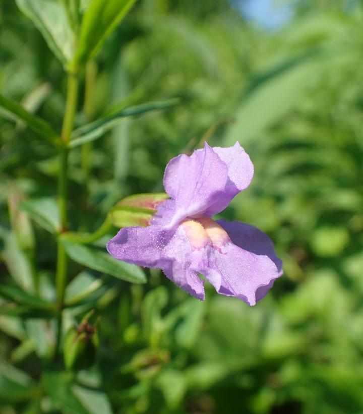 mimulus-ringens