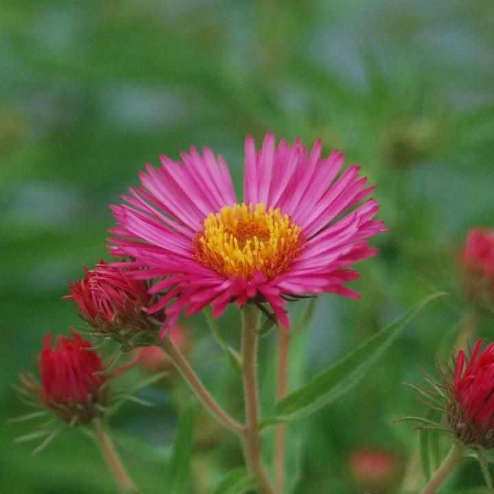 Alma Potchke New England Aster