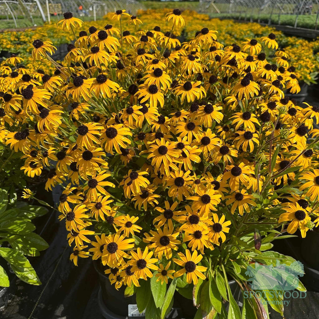 rudbeckia-american-gold-rush