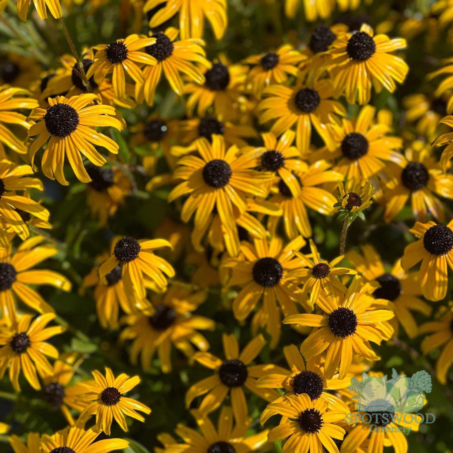 rudbeckia-american-gold-rush