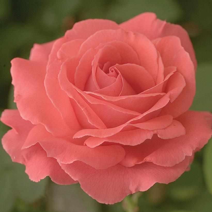America® Climbing Rose