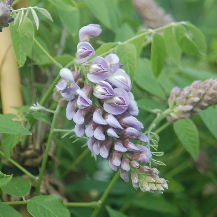 Amethyst Falls American Wisteria