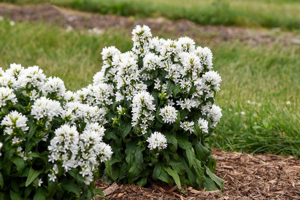 Angel Bells Clustered Bellflower