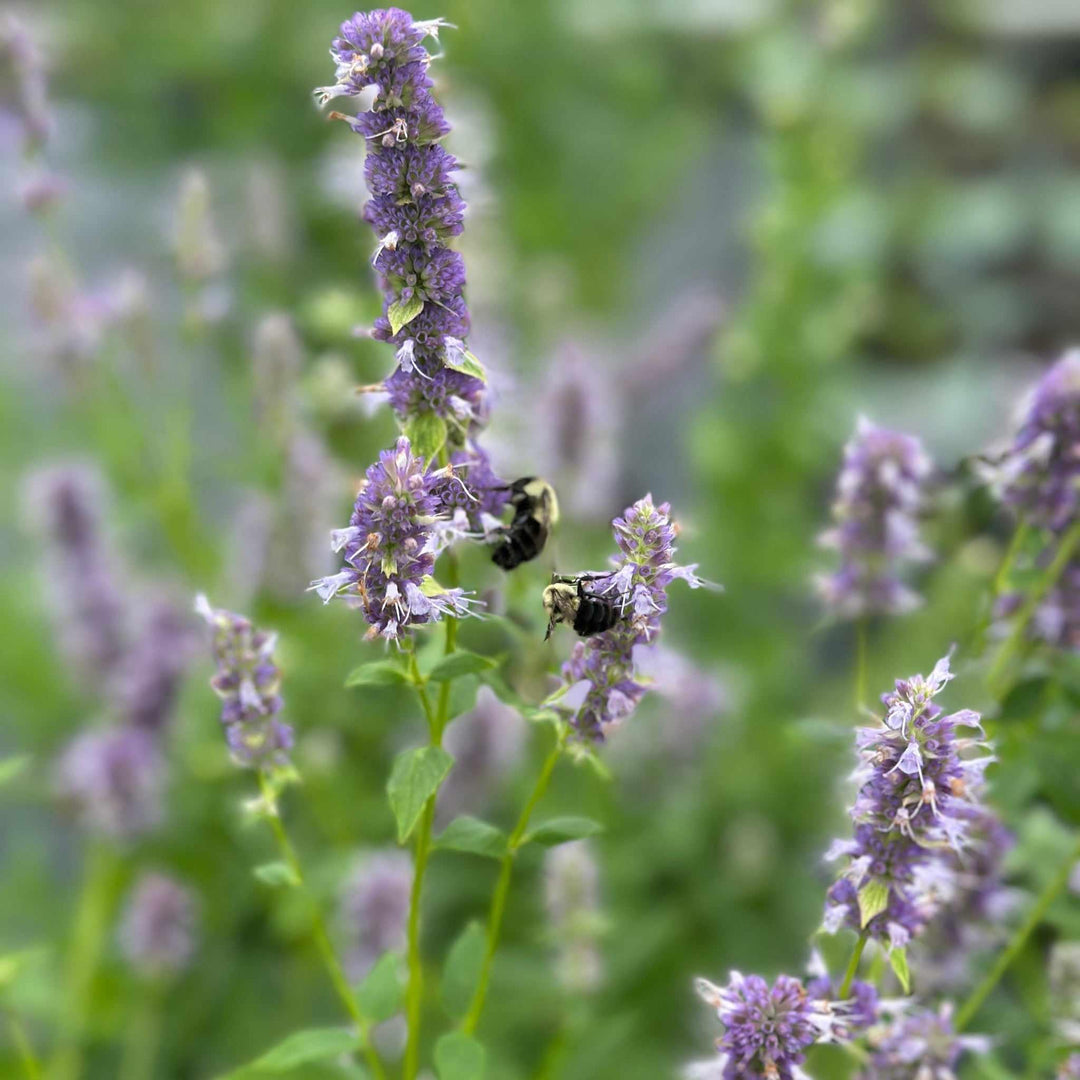 Anise Hyssop