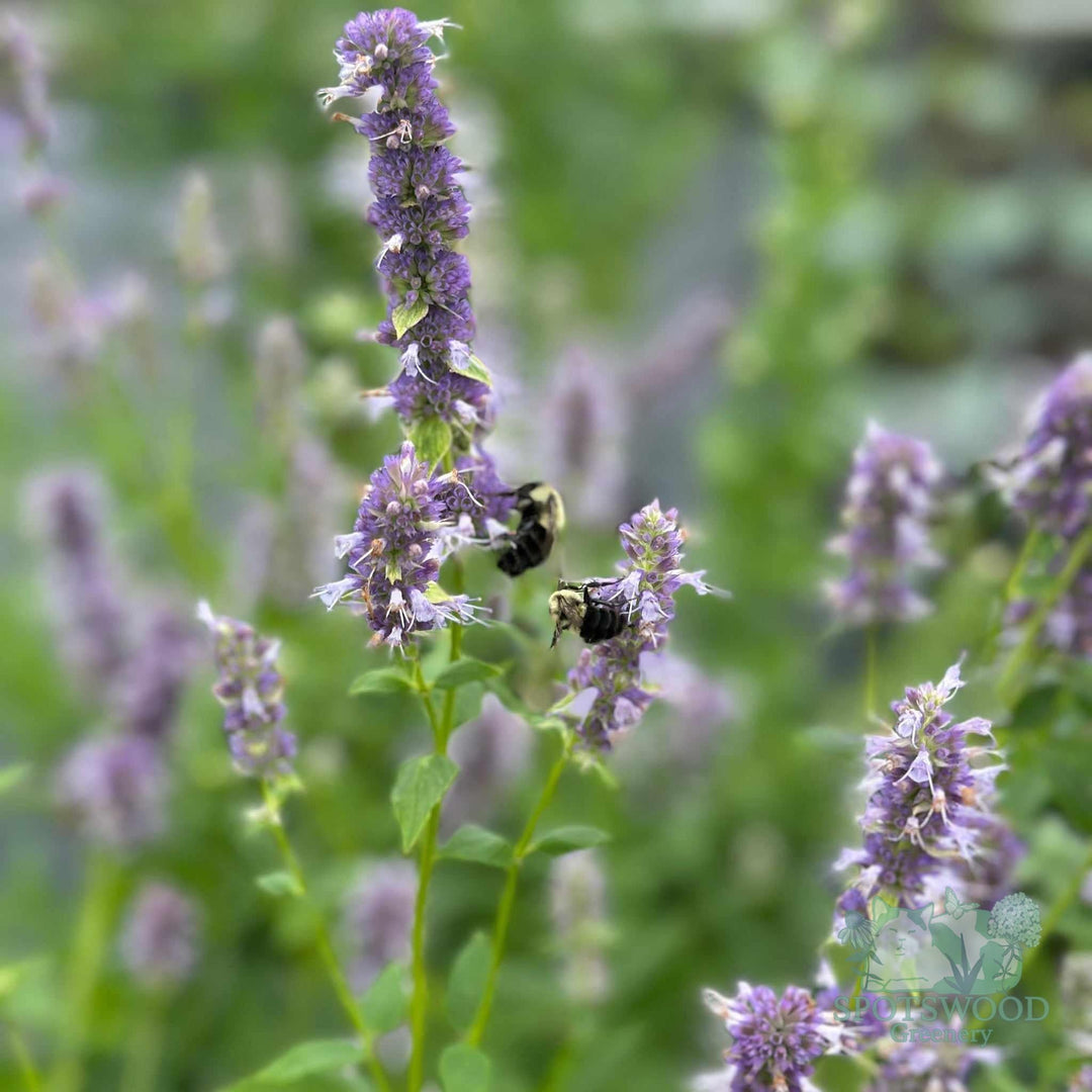 agastache-foeniculum-1