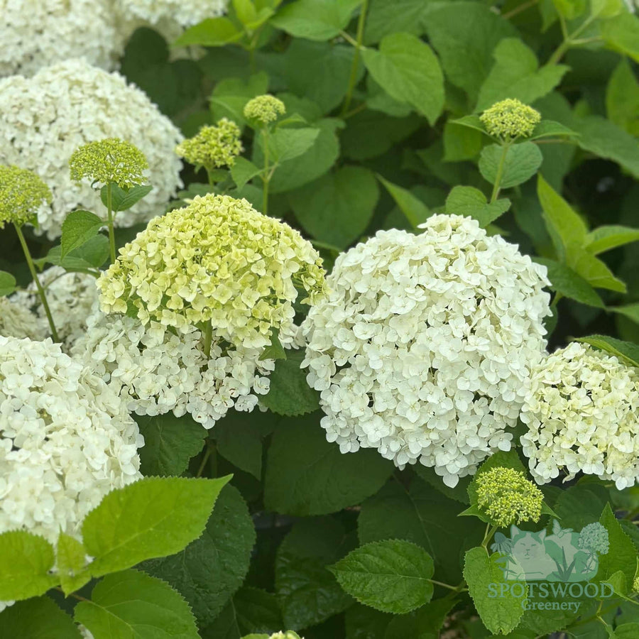 hydrangea-arborescens-annabelle-hydrangea
