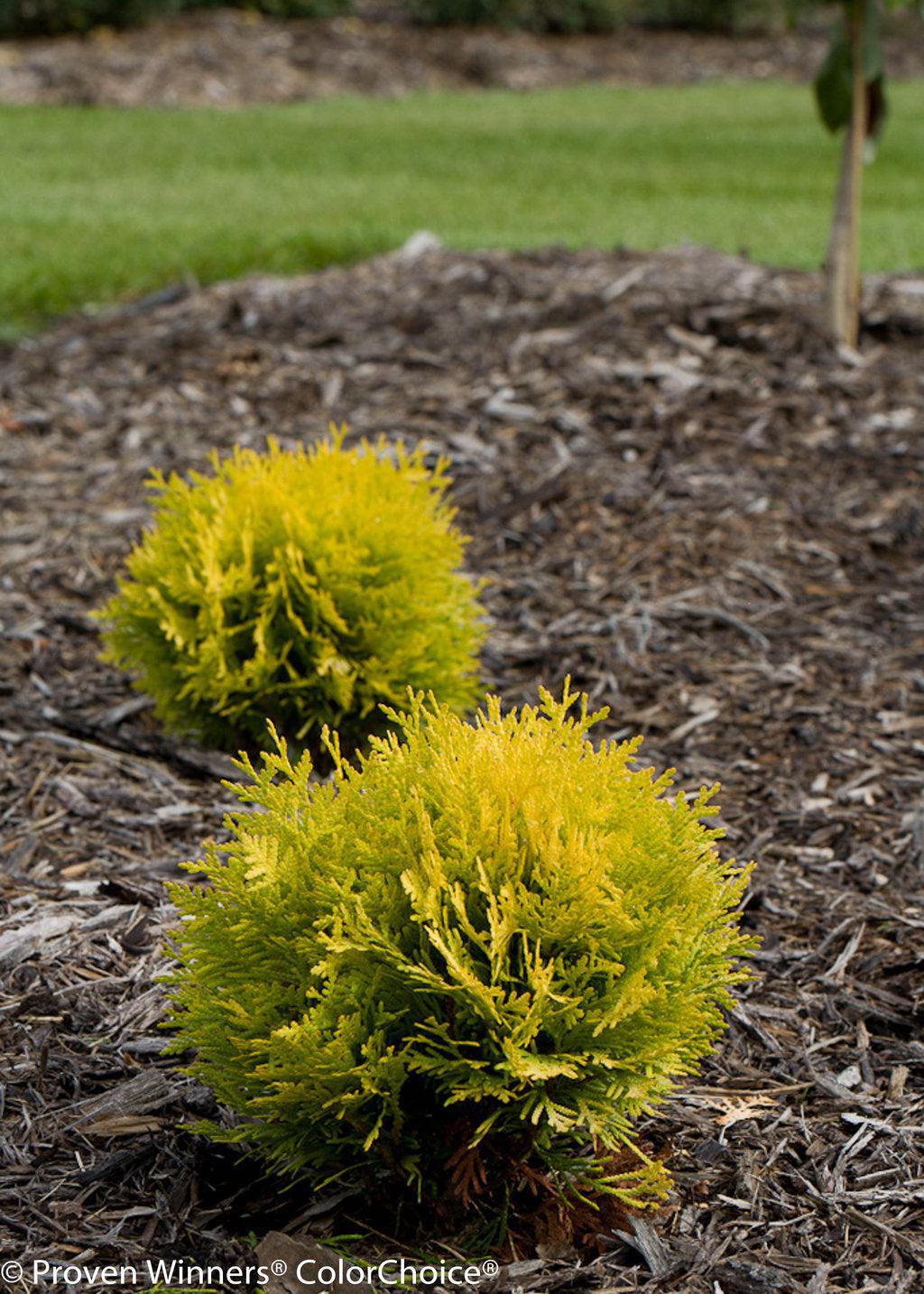 Annas Magic Ball® Arborvitae