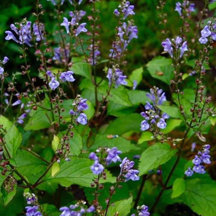 Appalachian Blues Skullcap