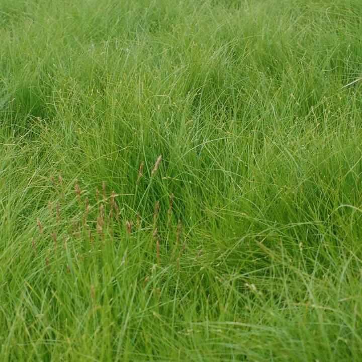 Appalachian Sedge