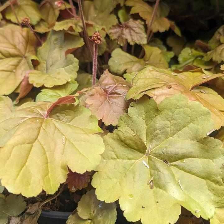Apricot Coral Bells