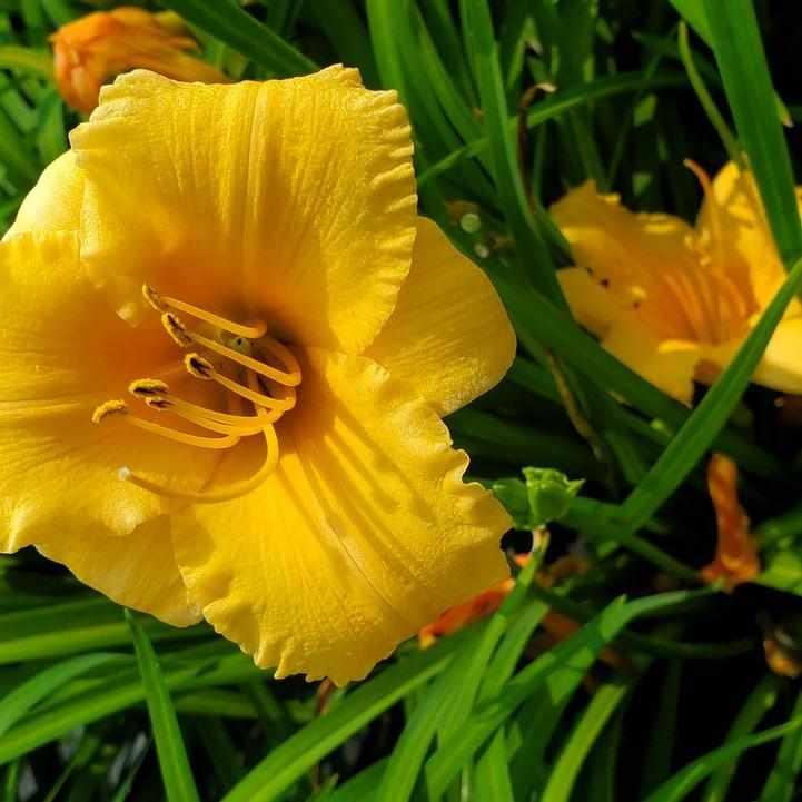Apricot Sparkles Daylily
