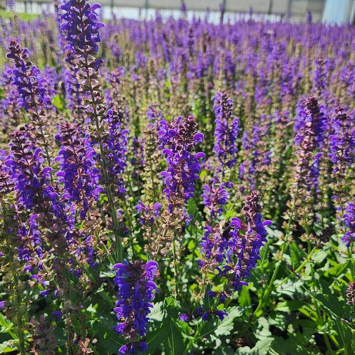 April Night Meadow Sage