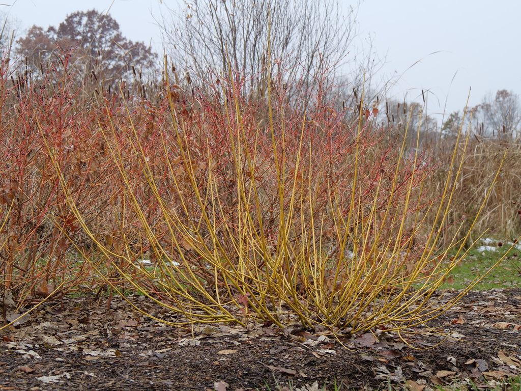 Arctic Fire® Yellow Red-Osier Dogwood