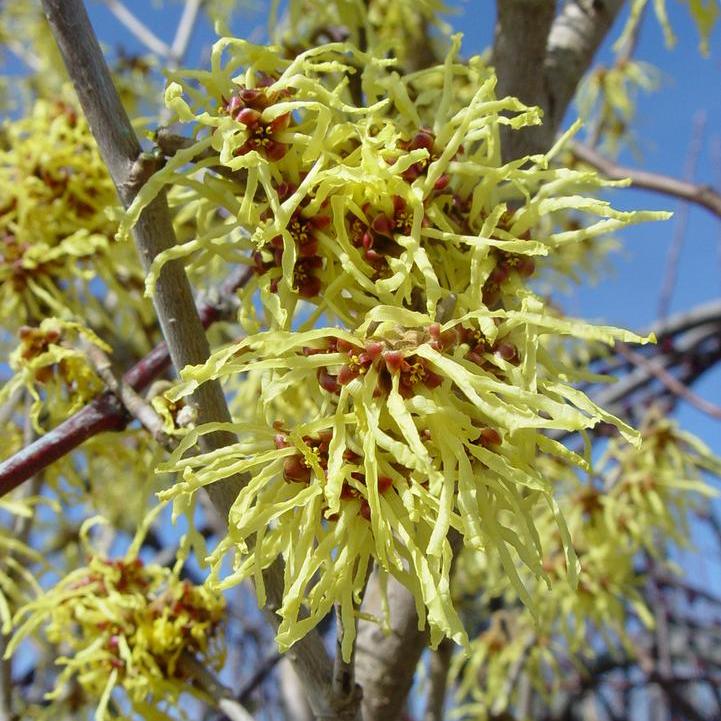Arnolds Promise Witch Hazel