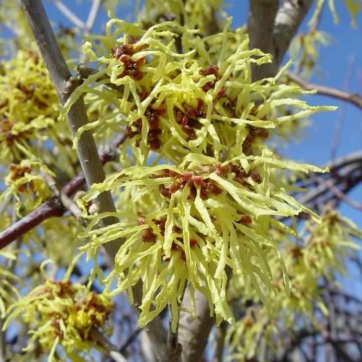 Arnolds Promise Witch Hazel