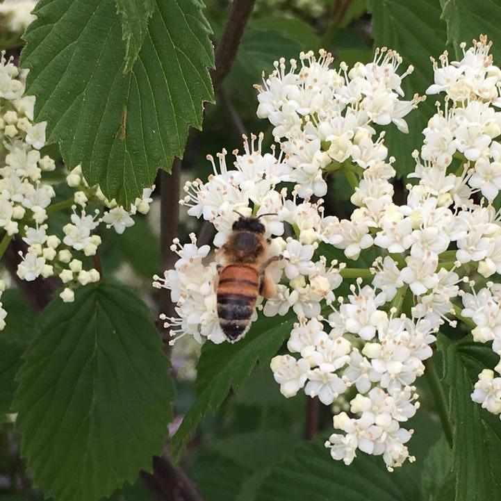 Arrowwood Viburnum