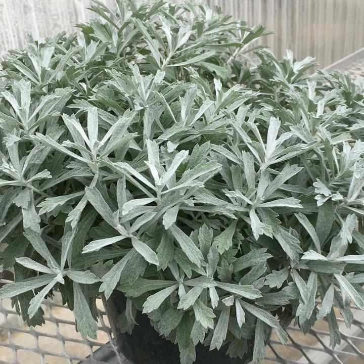Artemisia Garden Ghost