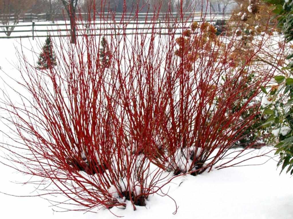 Artic Fire® Dogwood