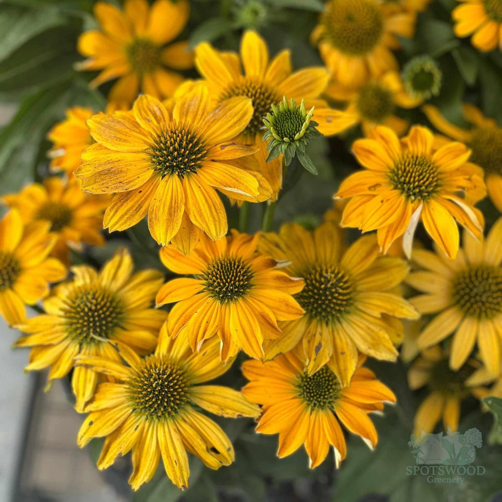 echinacea-artisan-yellow-ombre