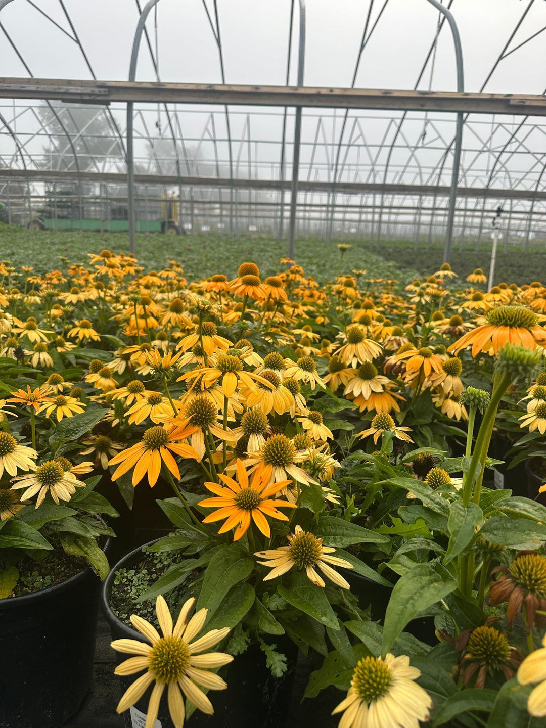 Artisan® Yellow Ombre Coneflower