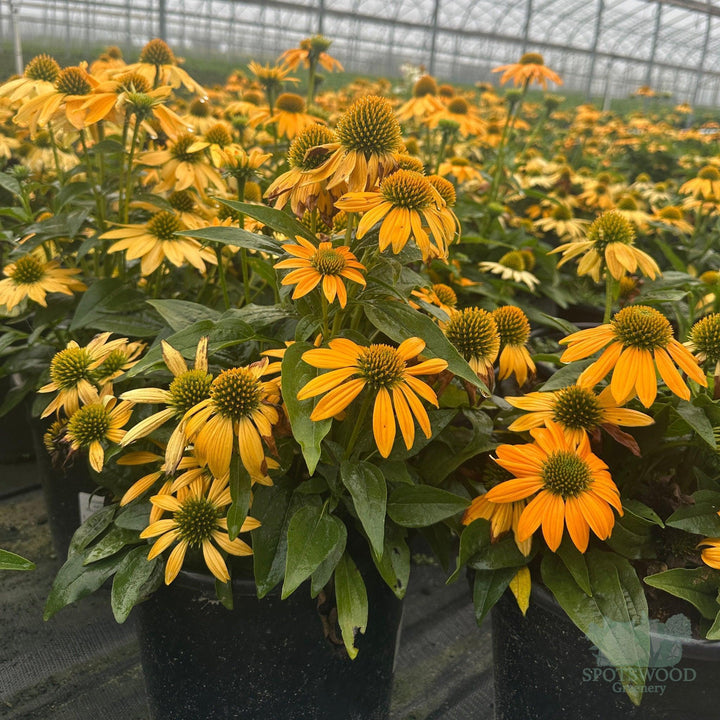 echinacea-artisan-yellow-ombre