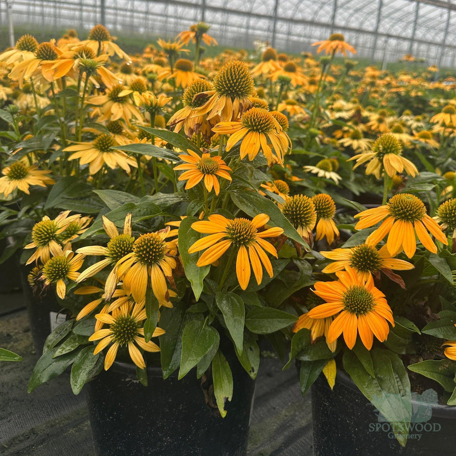 echinacea-artisan-yellow-ombre