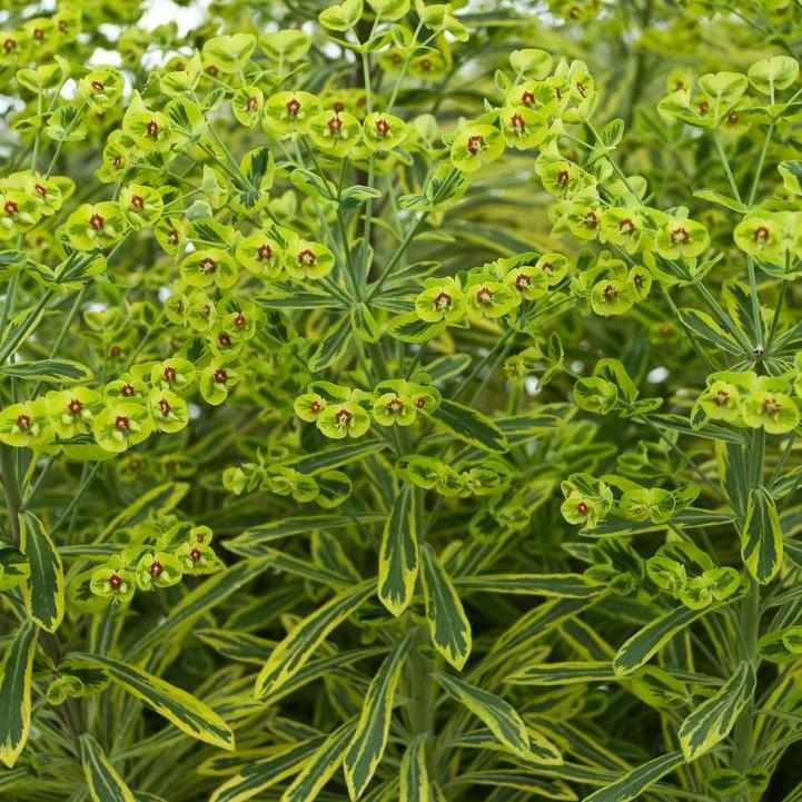 Ascot Rainbow Spurge