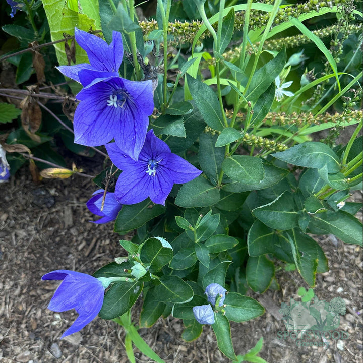 platycodon-grandiflorus-astra-blue