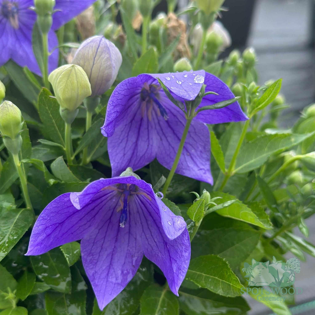 platycodon-grandiflorus-astra-blue