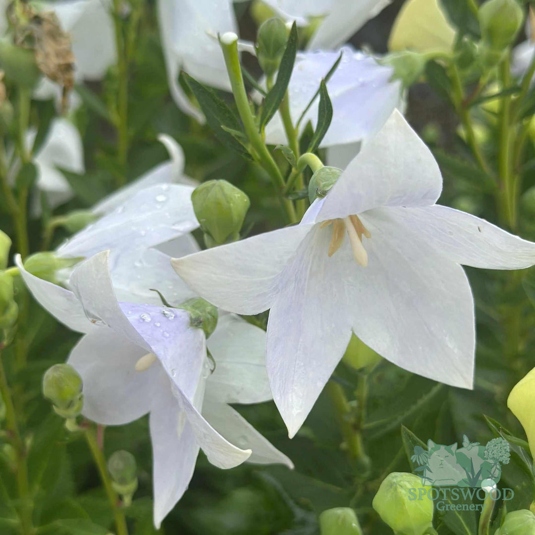 platycodon-grandiflorus-astra-white