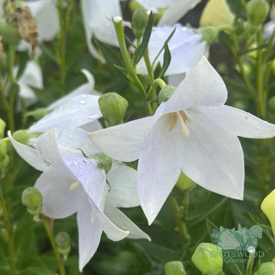 platycodon-grandiflorus-astra-white