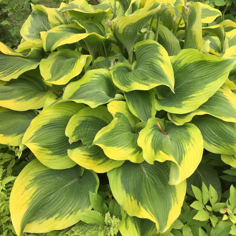 Atlantis Hosta