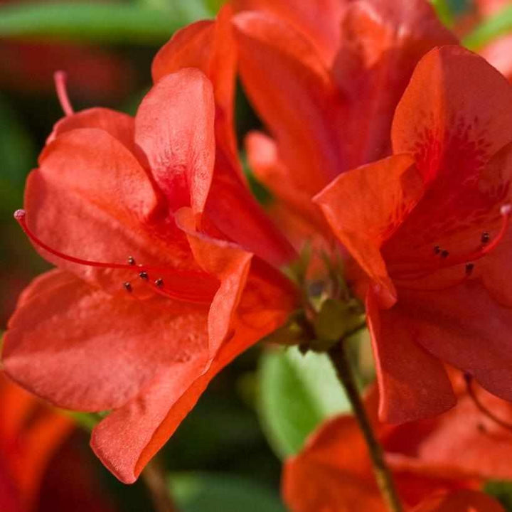 Autumn Bravo® Reblooming Azalea