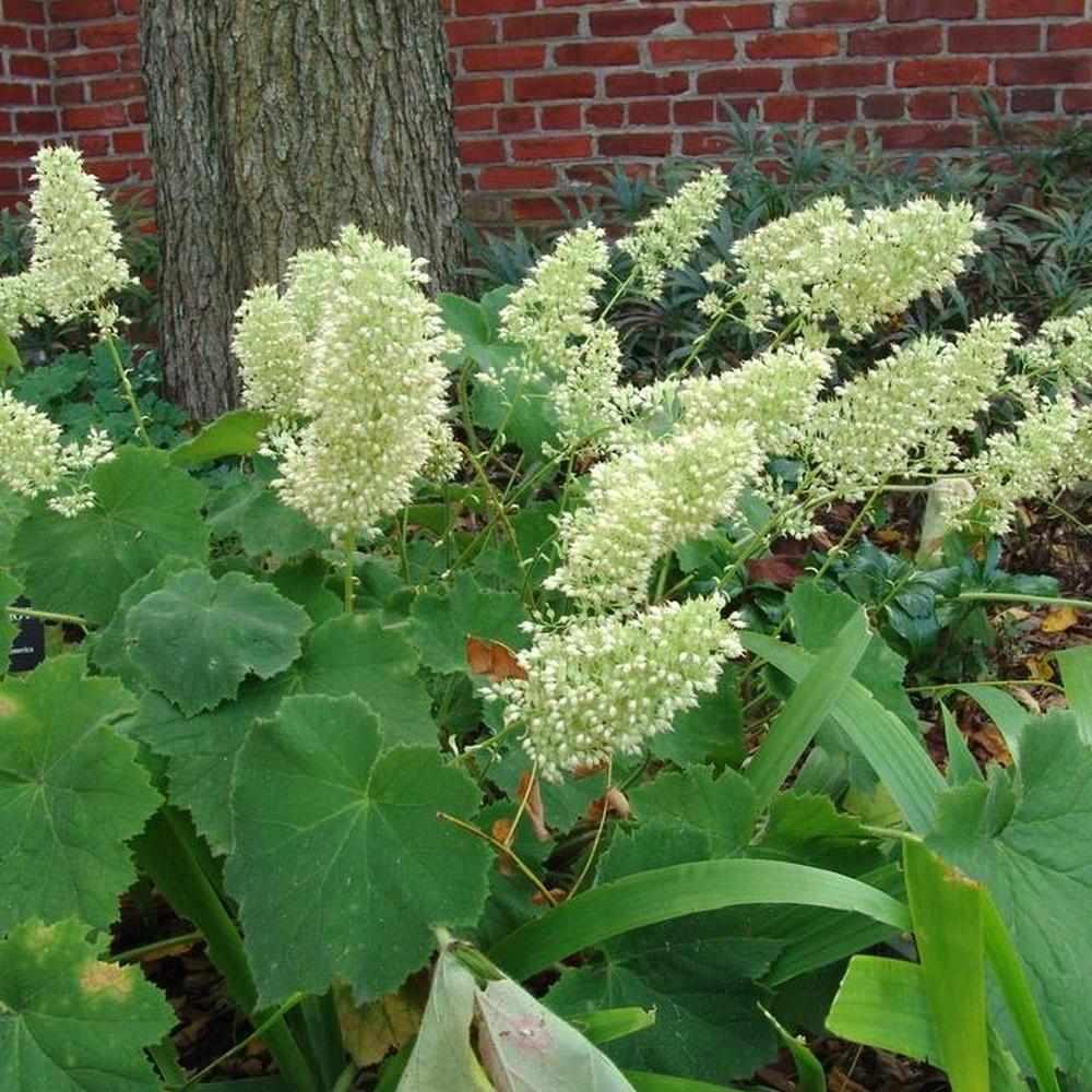 Autumn Bride Coral Bells