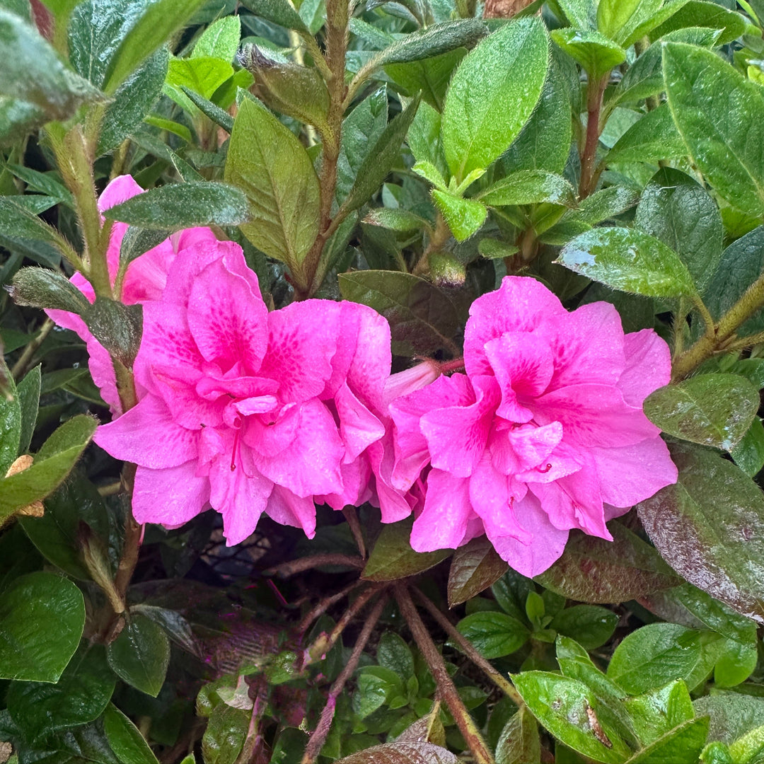 Autumn Carnation® Reblooming Azalea