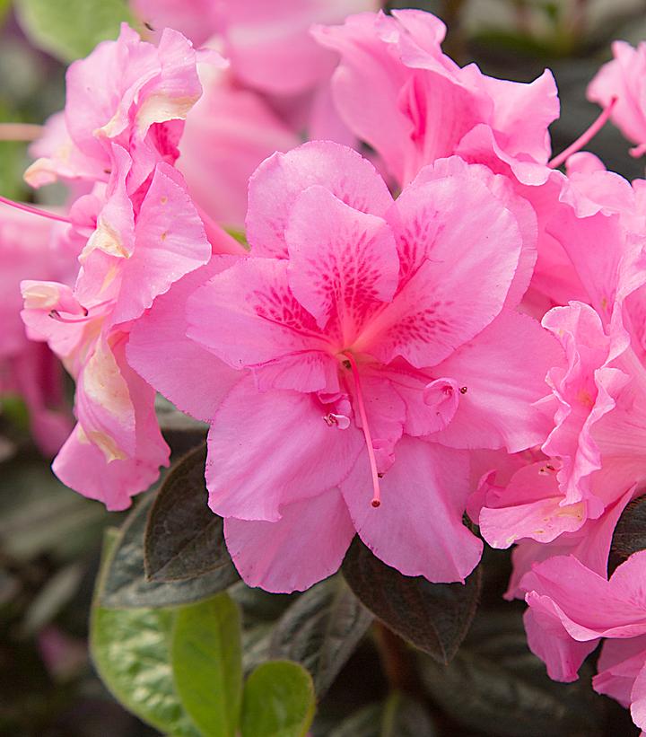 Autumn Carnation® Reblooming Azalea