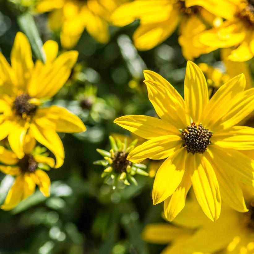 Autumn Gold Willowleaf Sunflower