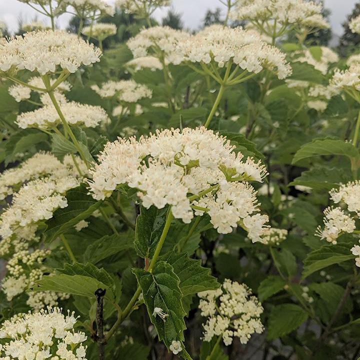 Autumn Jazz® Viburnum