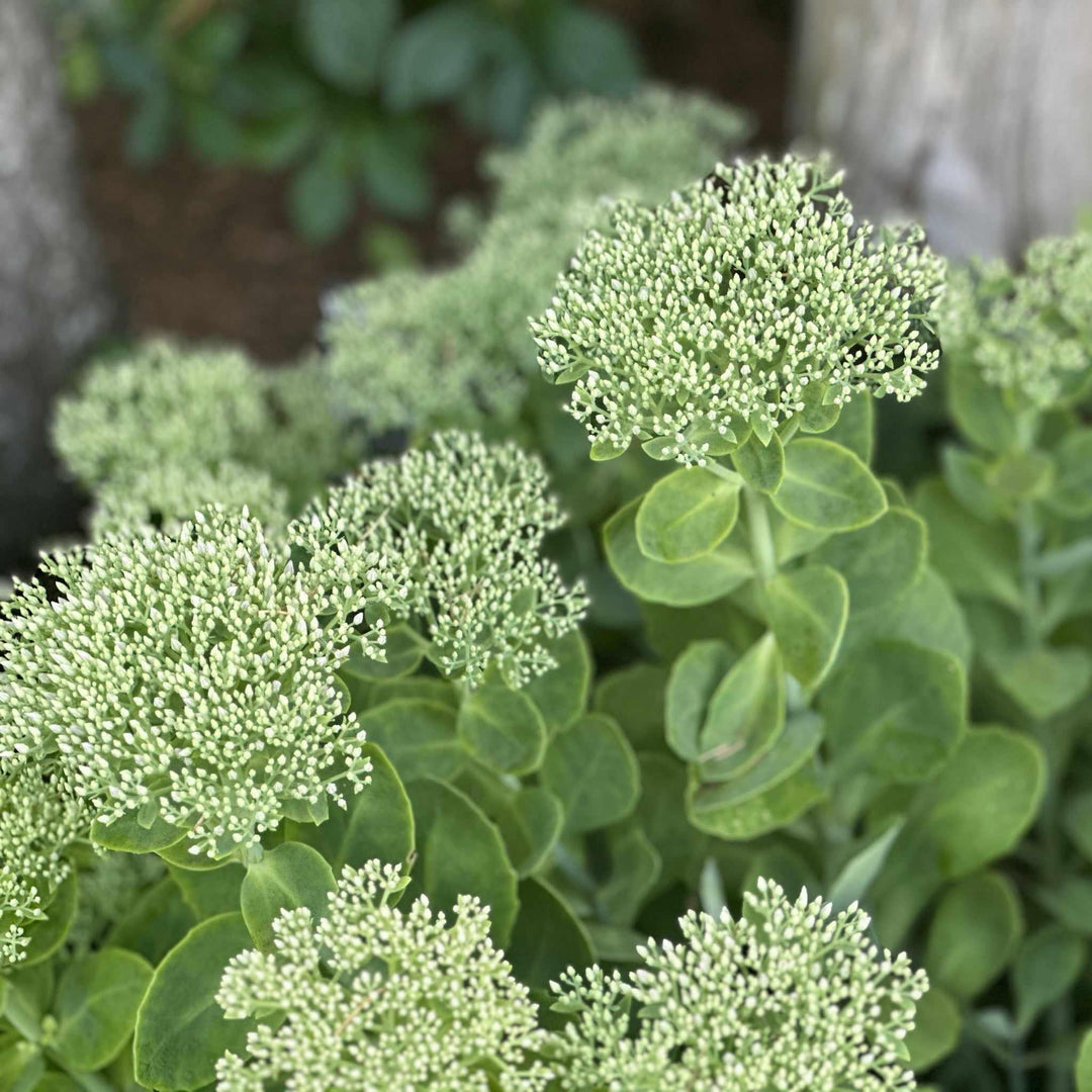 Autumn Joy Stonecrop