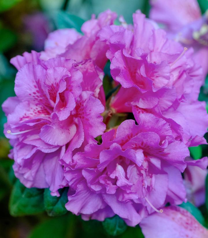 Autumn Majesty® Reblooming Azalea