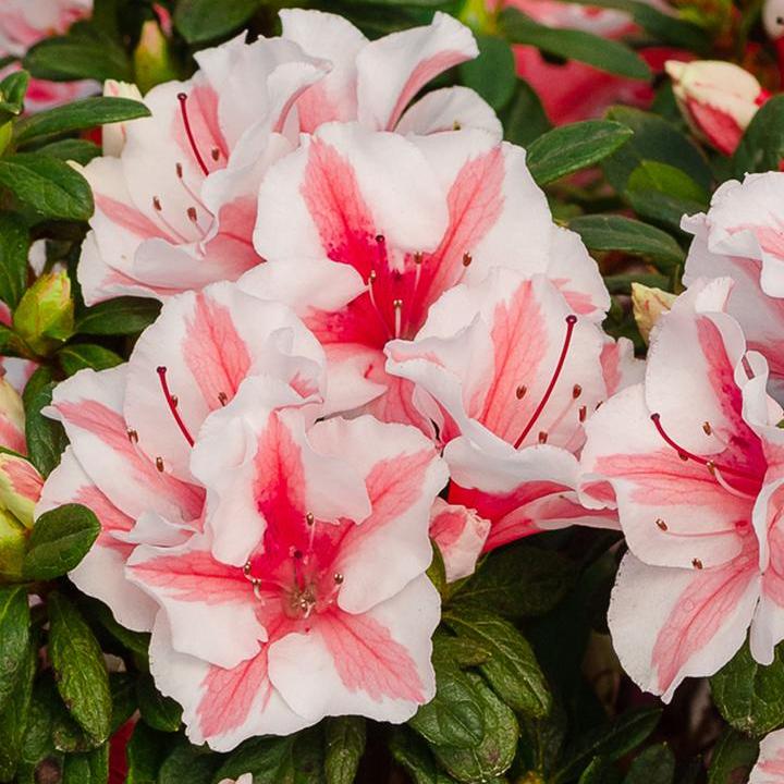 Autumn Starburst® Azalea