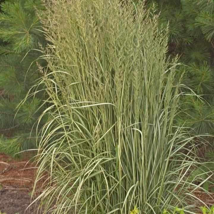 Avalanche Feather Reed Grass