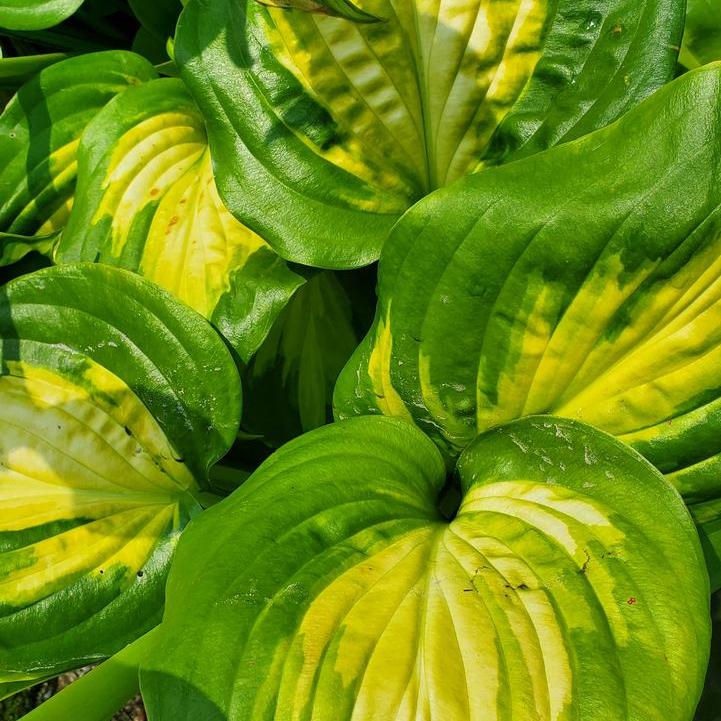 Avocado Hosta